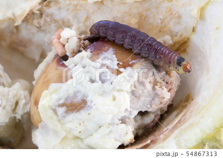 Closeup of worm on durian fruits,Durian seed borer 54867313