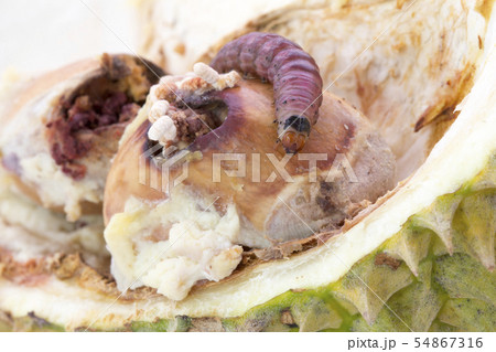 Closeup of worm on durian fruits,Durian seed borer 54867316