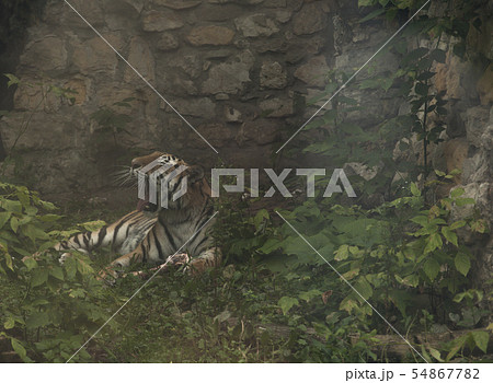 yawning tiger lay on a rock 54867782