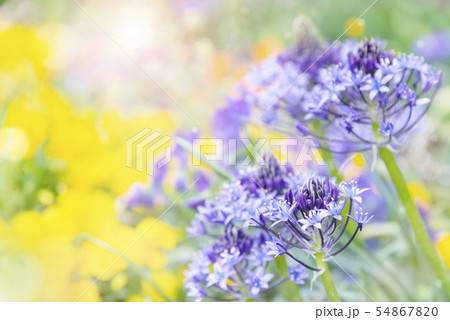 シラーベルビアナ シラーベルビアナ 54867820