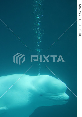 白イルカの写真素材