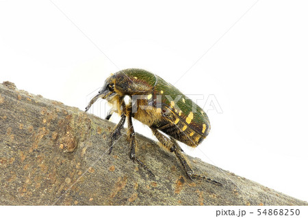 コガネムシ (深度合成) 54868250