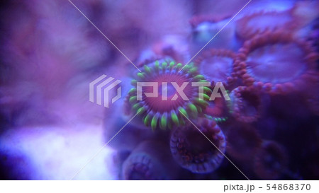 マメスナギンチャク 54868370