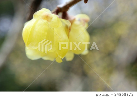 ロウバイ　冬の花　黄色 54868375