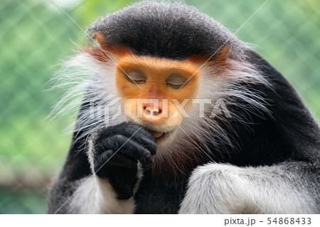 Red shanked Douc Langur (Pygathrix nemaeus) 54868433