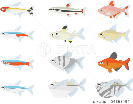 カラシン数種 54868494