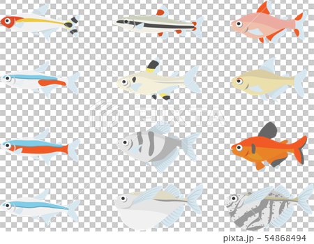 カラシン数種 54868494