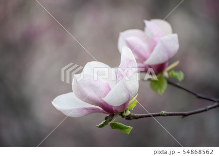 Magnolia spring flowers 54868562