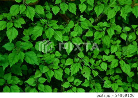 植物　背景素材　ボタニカルイメージ 54869106