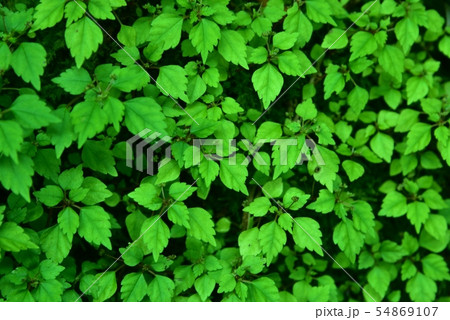 植物　背景素材　ボタニカルイメージ 54869107