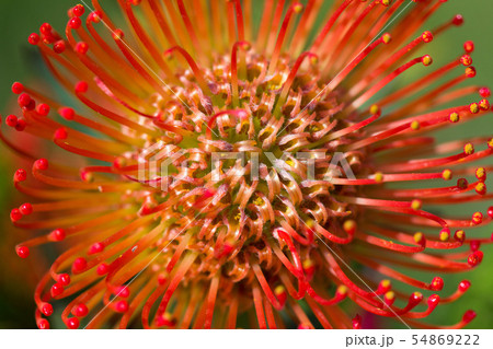 Closeup macro photo stunning long lasting yellow orange flowers Pincushion Protea or Leucospermum 54869222