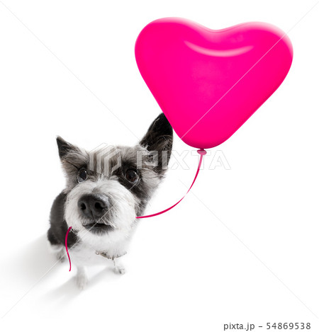 happy birthday  valeintines dog 54869538