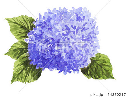 hydrangia19714pix7 54870217