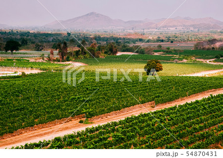 Wide landscape vinyard with mountain view Wide landscape vinyard with mountain view 54870431