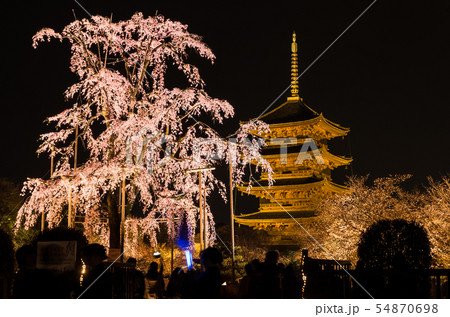 東寺 不二桜 東寺 不二桜 54870698
