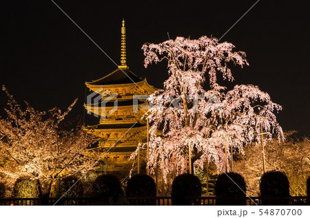 東寺　不二桜 54870700