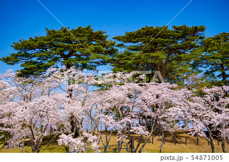 桜 54871005