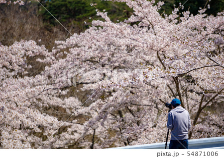 桜 54871006