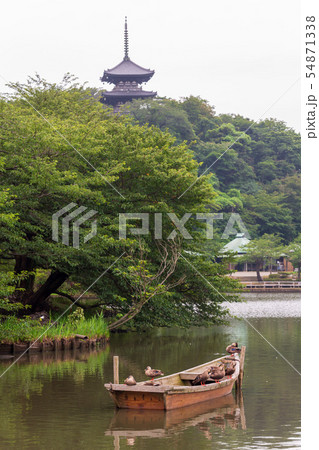 横浜三渓園 54871338