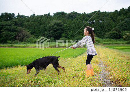 犬の散歩 54871906