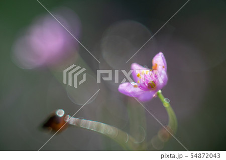 Talinum paniculatum pink flower blossom in the 54872043