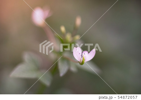 White flower over green background 54872057