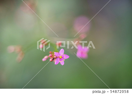 Pink flower over green background Pink flower over green background 54872058
