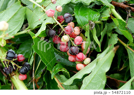 ドクウツギ　日本三大有毒植物 54872110