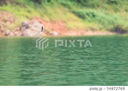 Swiftlets bird fly over the water in Hala-Bala Swiftlets bird fly over the water in Hala-Bala 54872769