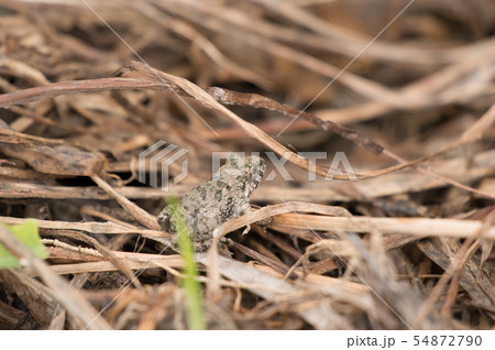 ツチガエル 54872790
