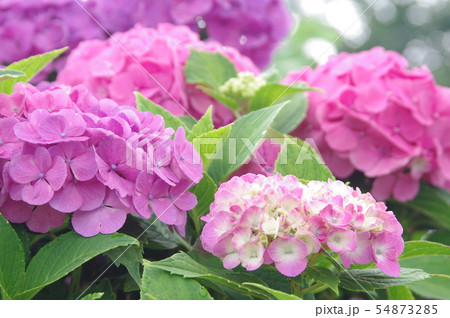 梅雨時に咲くアジサイ 梅雨時に咲くアジサイ 54873285