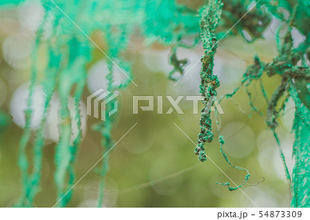 The Old green sun protection mesh and lack.  54873309