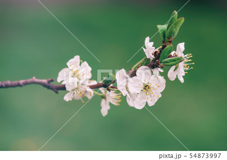 Cherry flowers frame Cherry flowers frame 54873997