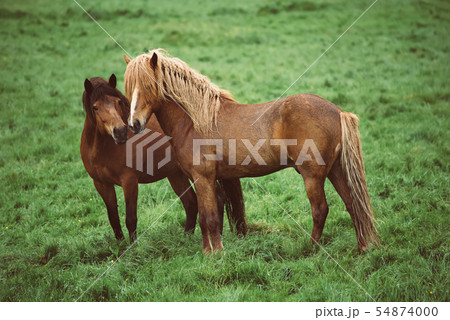 Two icelandic horses 54874000