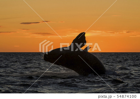 Southern right whale jumping,Patagonia,Argentina 54874100
