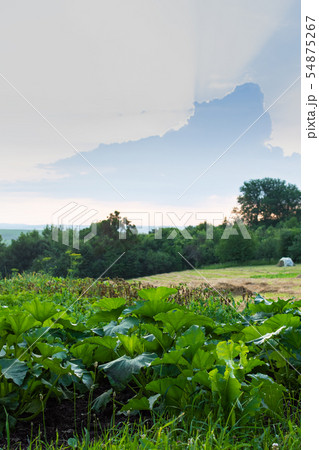 Garden beds with green pumpkin leaves Garden beds with green pumpkin leaves 54875267