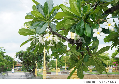 南国、東南アジアの花、プルメリア（Plumeria） 54875883