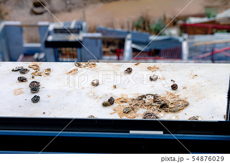 Pigeon droppings on the windowsill Pigeon droppings on the windowsill 54876029