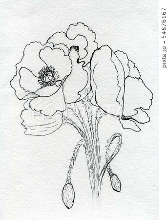 Poppy Flowers Sketch 54876167
