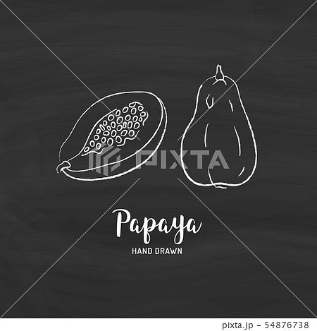 Image Details IST_35826_00597 - Hand drawn papaya fruit on white  background.Vector sketch illustration.. Tropical fruits. Vector illustration