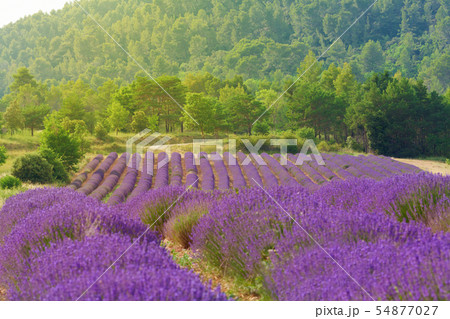 French lavender field 54877027