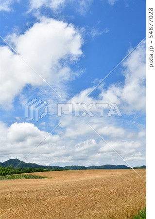 北海道厚沢部町鶉地区で麦秋を迎える麦畑の夏の風景を撮影 54877028