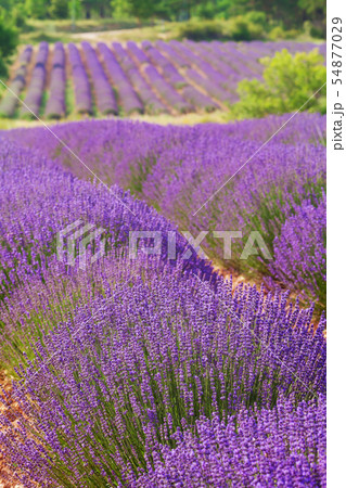 French lavender field 54877029