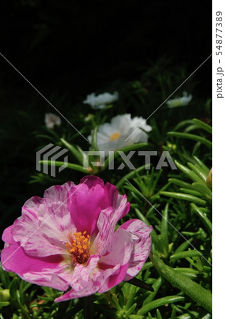 松葉ぼたんの花の開花 松葉ぼたんの花の開花 54877389