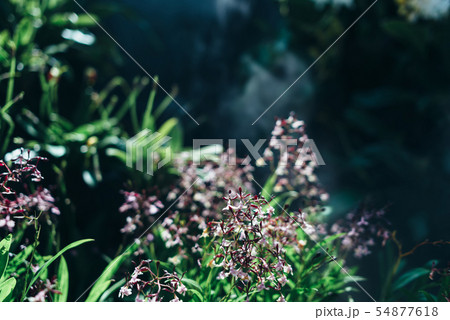 Green leaves background. Natural tropical background nature forest jungle foliage. 54877618