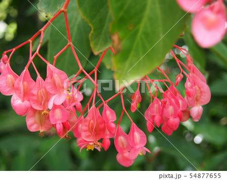 ベゴニア（シドニー、オーストラリア） 54877655