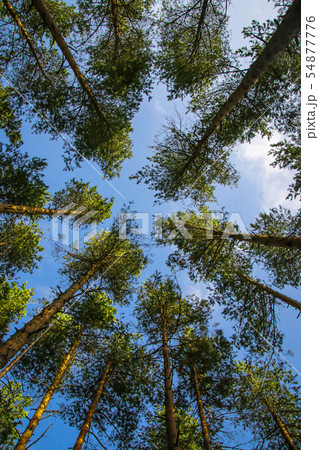 Green tops of pines from bottom to top Green tops of pines from bottom to top 54877776