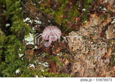 ピンク色のかわいいキノコ 野生のキノコの写真素材