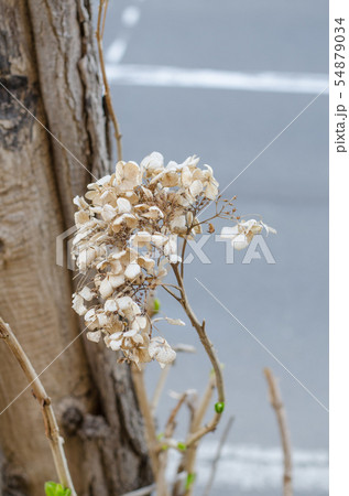 枯れた花 54879034