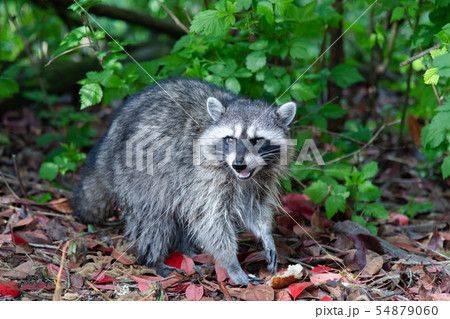 アライグマpart2 アライグマpart2 54879060